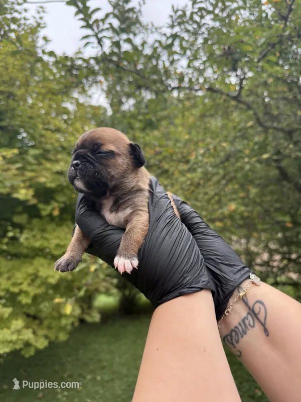 Brave  – French Bulldog puppy for sale in Green Bay, WI