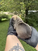 Onyx, a male French Bulldog for sale in Green Bay, WI – 3 of 3