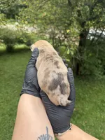 Mello, a male French Bulldog for sale in Green Bay, WI – 2 of 2
