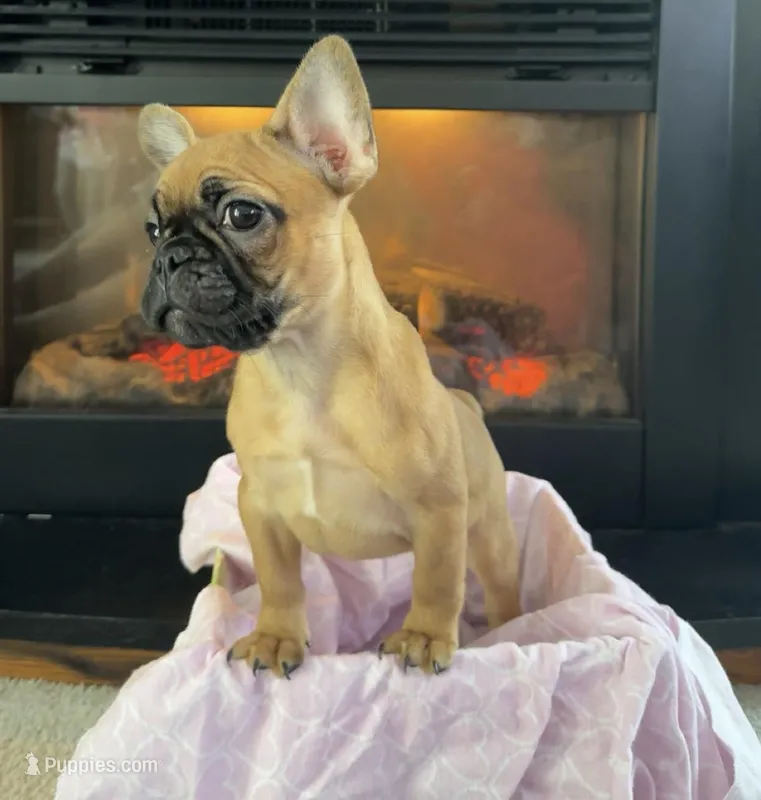 Coco – French Bulldog puppy for sale in Green Bay, WI