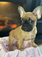 Coco, a female French Bulldog for sale in Green Bay, WI – Photo 3 of 3