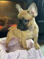 Coco, a female French Bulldog for sale in Green Bay, WI – Photo 2 of 3