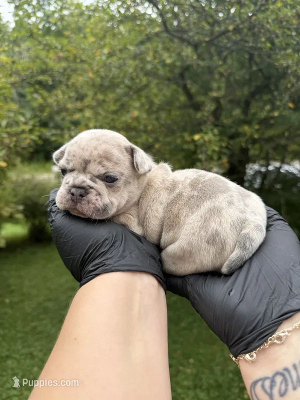 Pearl – French Bulldog puppy for sale in Green Bay, WI