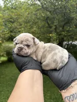Pearl, a female French Bulldog for sale in Green Bay, WI – 1 of 3