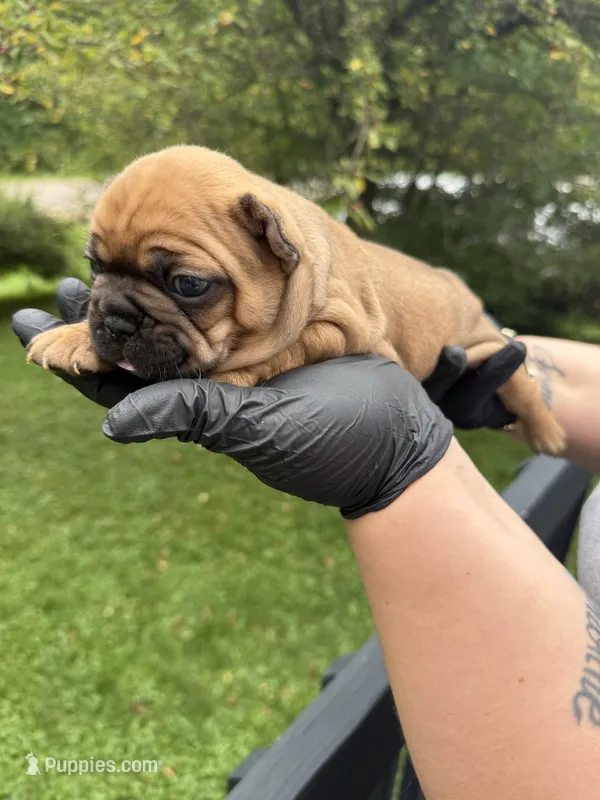 Brandy – French Bulldog puppy for sale in Green Bay, WI