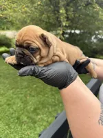 Brandy, a female French Bulldog for sale in Green Bay, WI – 1 of 2