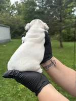 Lola, a female French Bulldog for sale in Green Bay, WI – 2 of 3