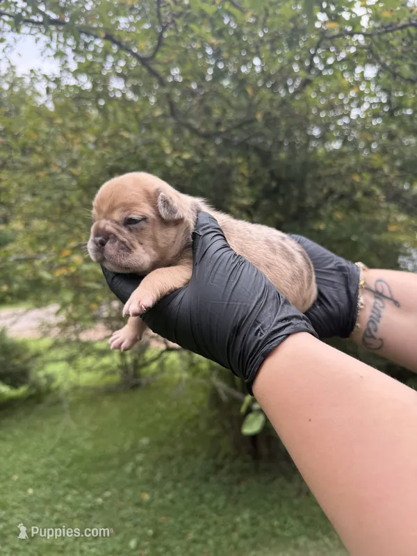 Mello – French Bulldog puppy for sale in Green Bay, WI