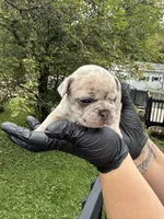 Pearl, a female French Bulldog for sale in Green Bay, WI – 2 of 3