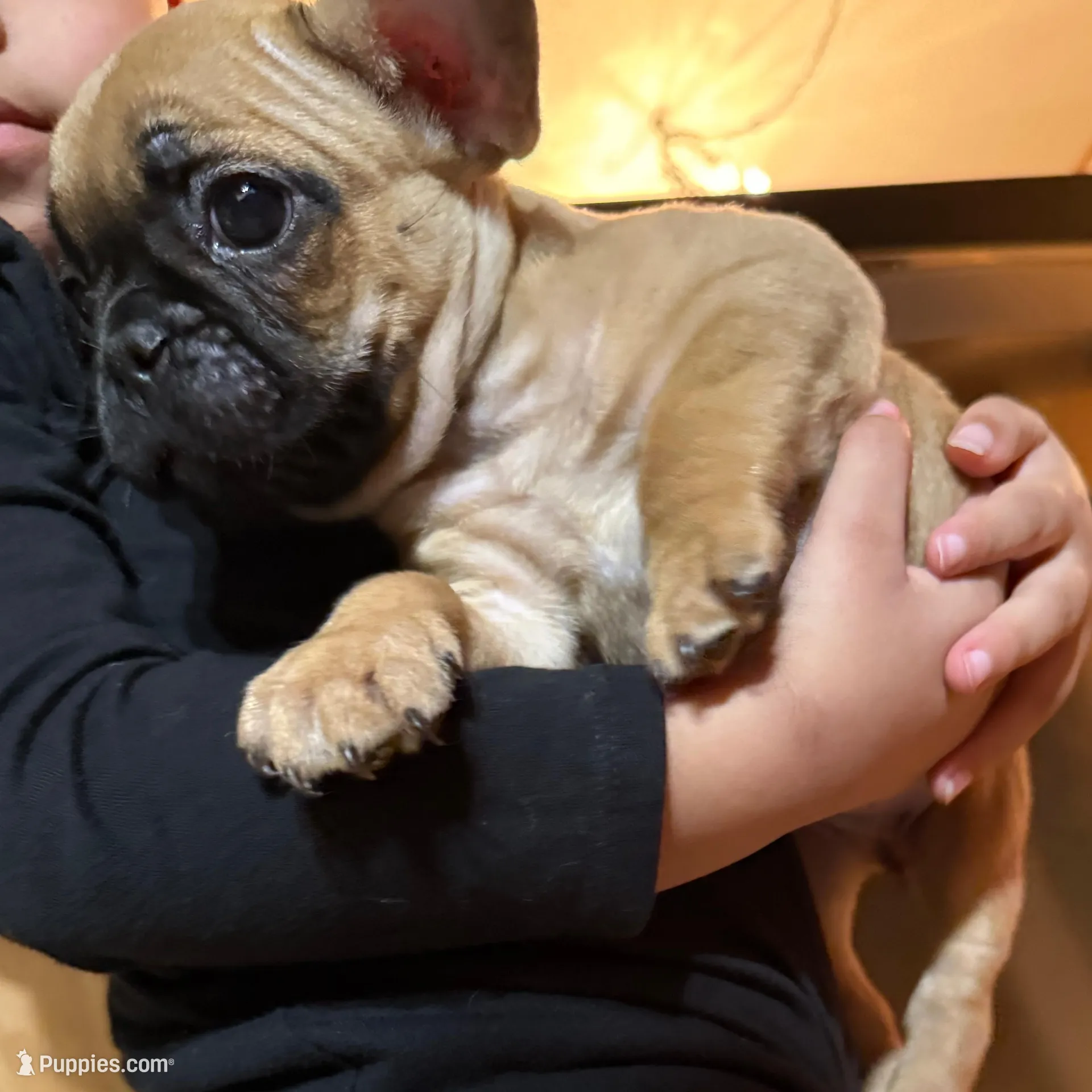 Coco, a female French Bulldog for sale in Green Bay, WI – Photo 2 of 6