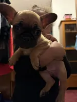 Coco, a female French Bulldog for sale in Green Bay, WI – Photo 3 of 6