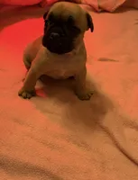 Coco, a female French Bulldog for sale in Green Bay, WI – Photo 6 of 6