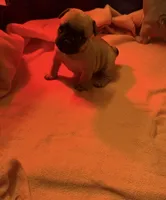 Coco, a female French Bulldog for sale in Green Bay, WI – Photo 5 of 6