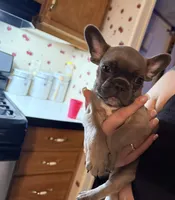 Silver, a male French Bulldog for sale in Green Bay, WI – Photo 1 of 4