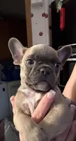 Silver, a male French Bulldog for sale in Green Bay, WI – Photo 2 of 4