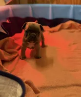 Silver, a male French Bulldog for sale in Green Bay, WI – Photo 3 of 4