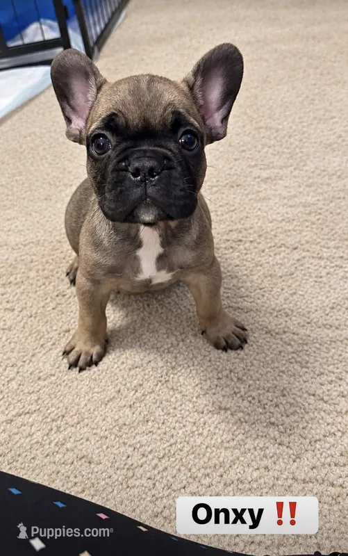 Onyx – French Bulldog puppy for sale in Green Bay, WI