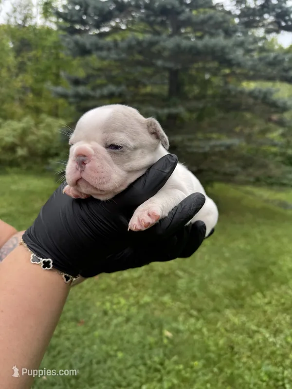 Lola – French Bulldog puppy for sale in Green Bay, WI
