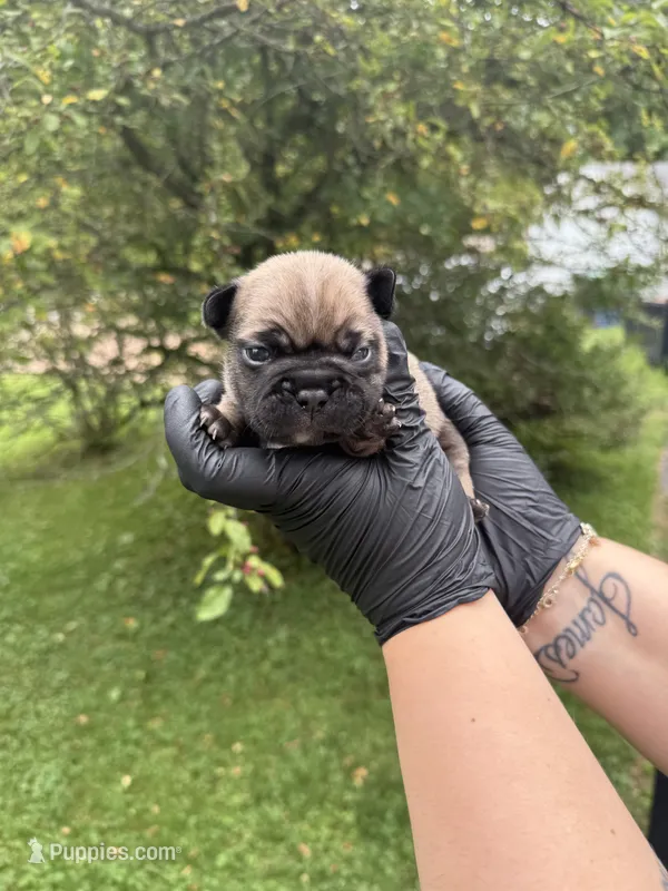 Onyx – French Bulldog puppy for sale in Green Bay, WI