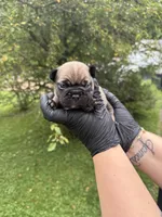 Onyx, a male French Bulldog for sale in Green Bay, WI – 1 of 3