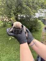 Onyx, a male French Bulldog for sale in Green Bay, WI – 2 of 3
