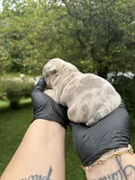 Pearl, a female French Bulldog for sale in Green Bay, WI – 3 of 3
