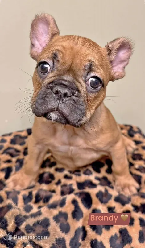 Brandy – French Bulldog puppy for sale in Green Bay, WI