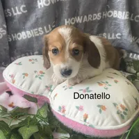 Donatello , a male Miniature Dachshund for sale in Montpelier, OH – Photo 2 of 7