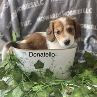 Donatello , a male Miniature Dachshund for sale in Montpelier, OH – Photo 5 of 7