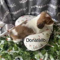Donatello , a male Miniature Dachshund for sale in Montpelier, OH – Photo 7 of 7