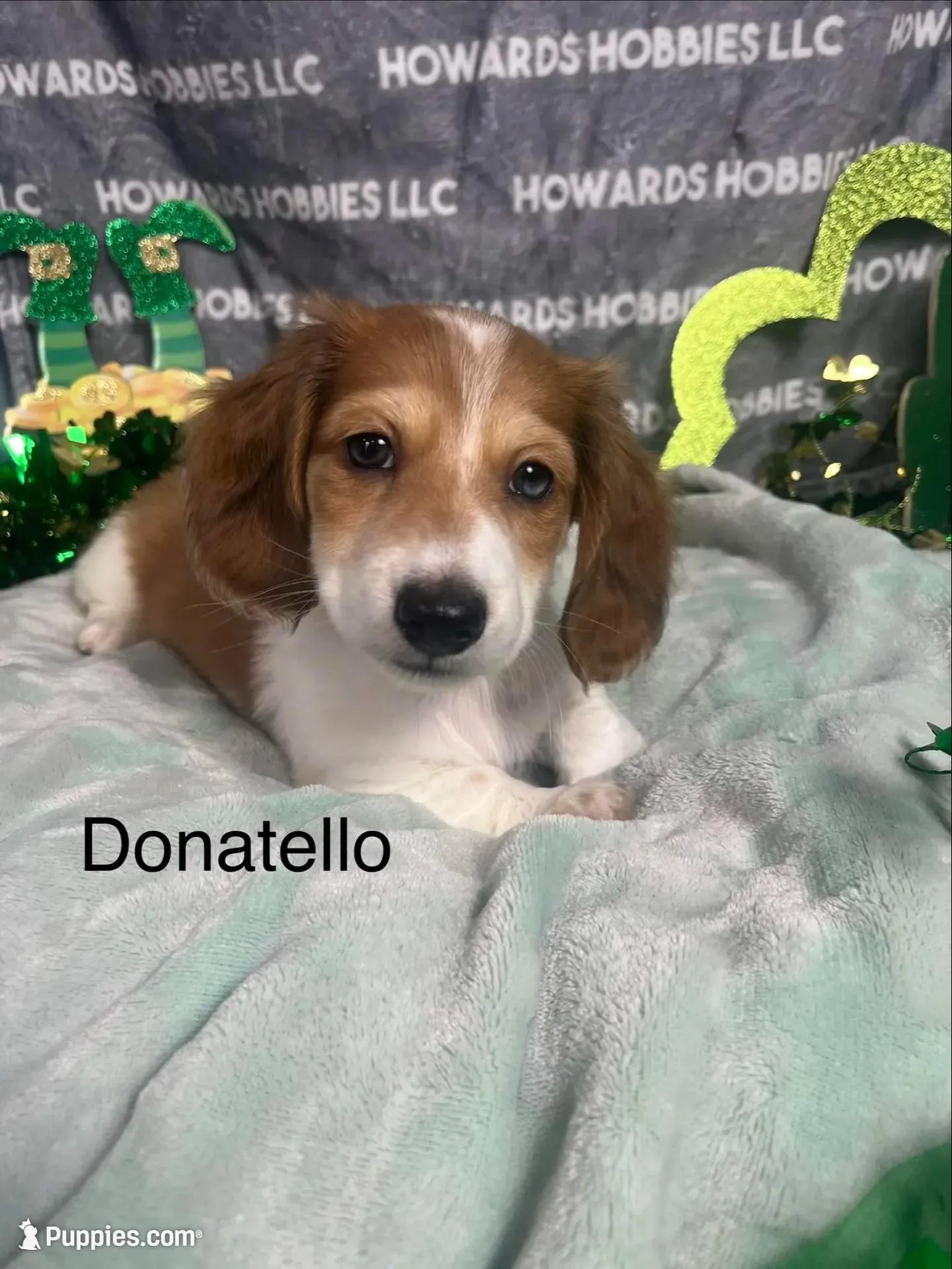 Donatello  – Miniature Dachshund puppy for sale in Montpelier, OH