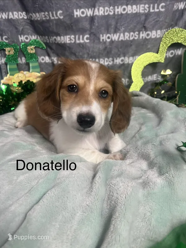 Donatello  – Miniature Dachshund puppy for sale in Montpelier, OH