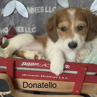 Donatello , a male Miniature Dachshund for sale in Montpelier, OH – Photo 4 of 7