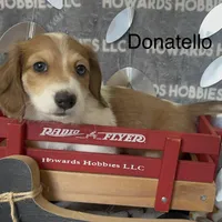 Donatello , a male Miniature Dachshund for sale in Montpelier, OH – Photo 3 of 7