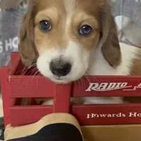 Donatello , a male Miniature Dachshund for sale in Montpelier, OH – Photo 1 of 7