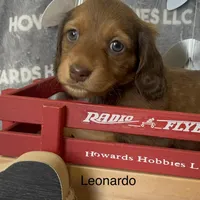 Leonardo , a male Miniature Dachshund for sale in Montpelier, OH – Photo 4 of 7