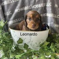 Leonardo , a male Miniature Dachshund for sale in Montpelier, OH – Photo 6 of 7