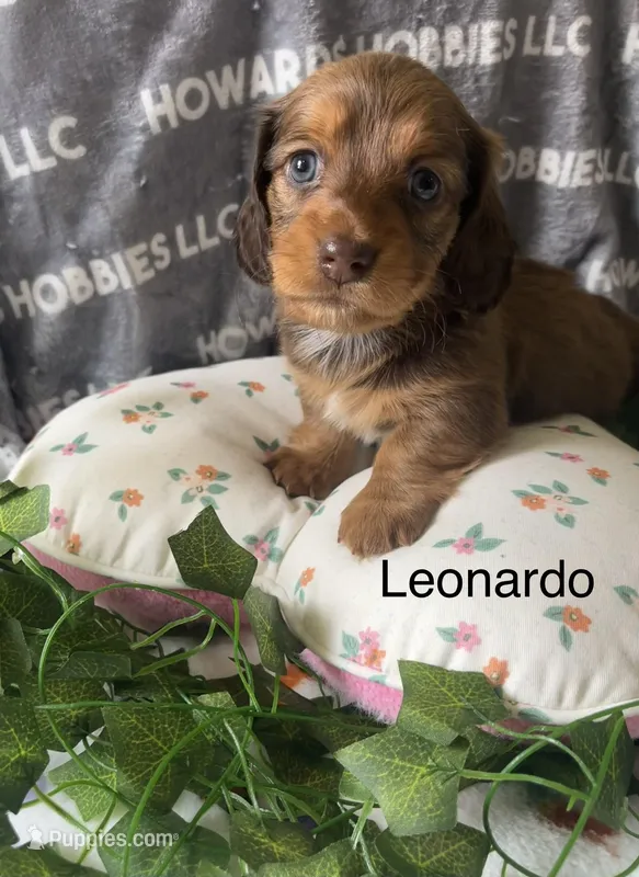 Leonardo 