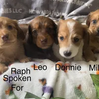 Leonardo , a male Miniature Dachshund for sale in Montpelier, OH – Photo 3 of 7