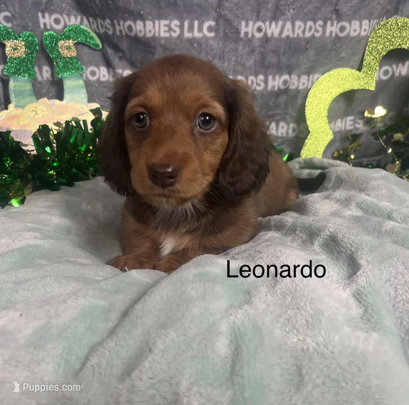 Leonardo  – Miniature Dachshund puppy for sale in Montpelier, OH