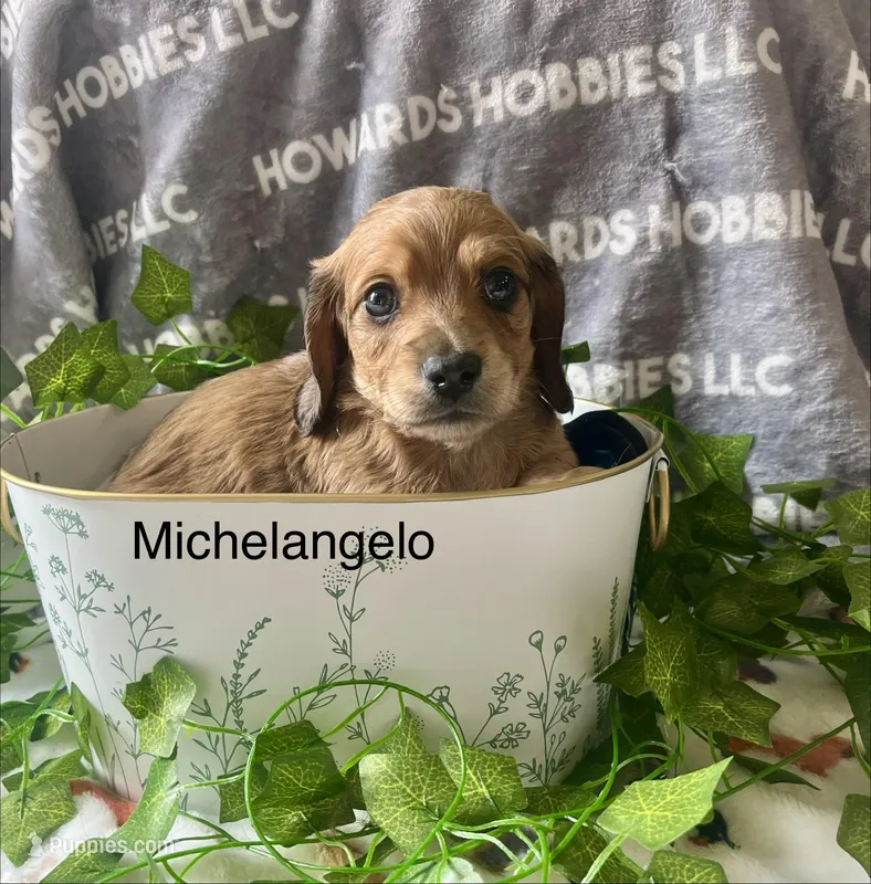 Michelangelo