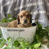 Michelangelo, a male Miniature Dachshund for sale in Montpelier, OH – Photo 1 of 8