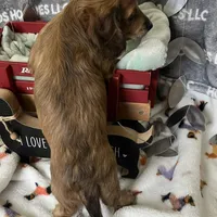 Michelangelo, a male Miniature Dachshund for sale in Montpelier, OH – Photo 8 of 8