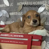Michelangelo, a male Miniature Dachshund for sale in Montpelier, OH – Photo 4 of 8