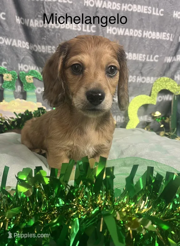 Michelangelo – Miniature Dachshund puppy for sale in Montpelier, OH