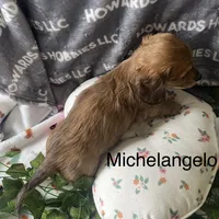 Michelangelo, a male Miniature Dachshund for sale in Montpelier, OH – Photo 7 of 8