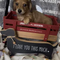 Michelangelo, a male Miniature Dachshund for sale in Montpelier, OH – Photo 3 of 8