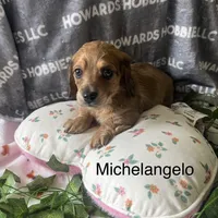 Michelangelo, a male Miniature Dachshund for sale in Montpelier, OH – Photo 2 of 8