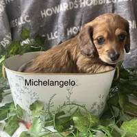 Michelangelo, a male Miniature Dachshund for sale in Montpelier, OH – Photo 5 of 8