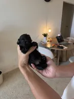 Remy, a male Yorkshire Terrier and Poodle - Toy  for sale in Los Angeles, CA – 4 of 4